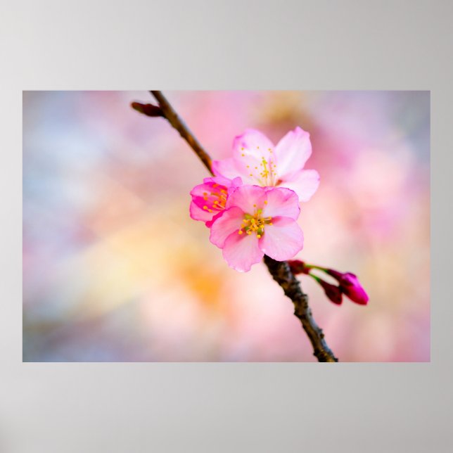 Poster Linda Sakura Cherry Blossoms (Frente)