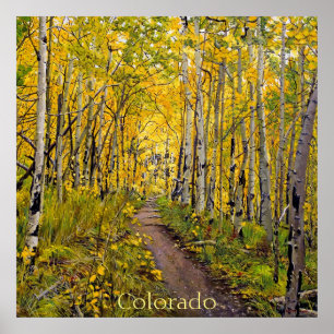 Poster Linda Trilha de outono Cênico em Árvore Aspen
