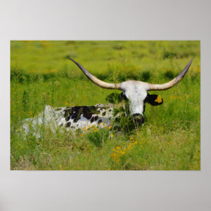 Poster Linda vaca Longhorn em Pasture Photography Art