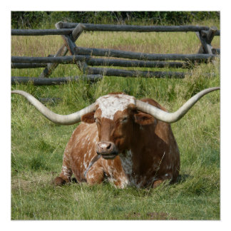 Pôster Linda Vaca Longhorn Relaxando Em Poster De Grama