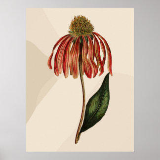 Poster Linda Vintage Red Coneflower Green