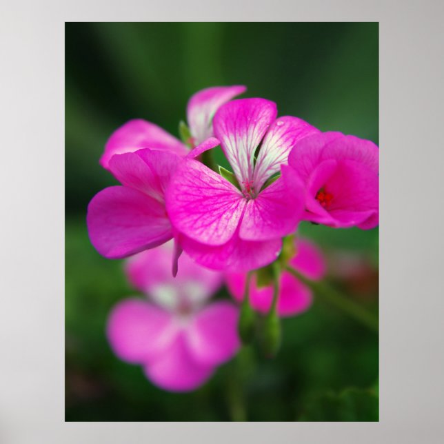 Poster Lindas flores de primavera (Frente)