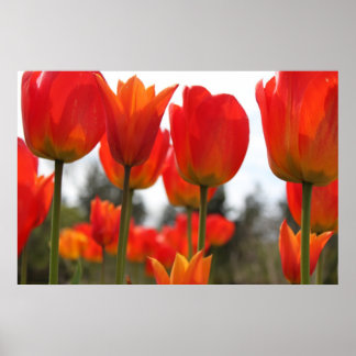 Pôster Lindas Flores De Tulipas Vermelhas.