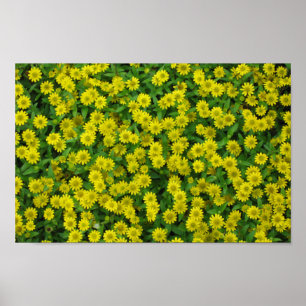 Poster Lindas Pequenas Flores Amarelas