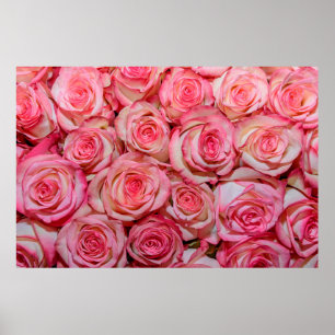 Poster Lindas rosas rosa