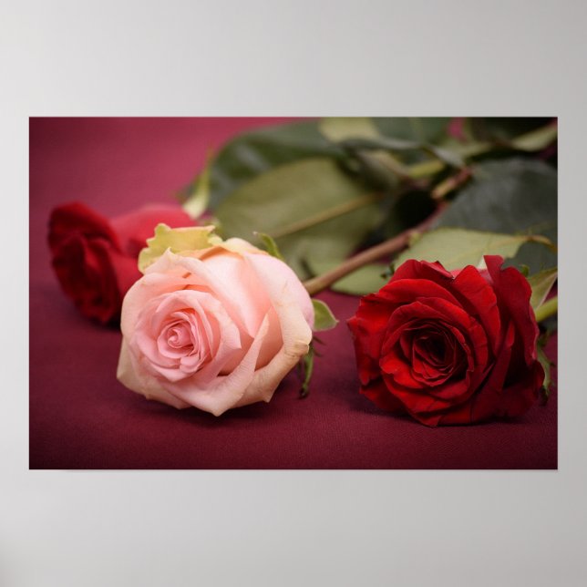 Poster Lindas Rosas Vermelhas e Rosa (Frente)