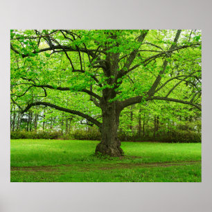 Poster Linden Tree