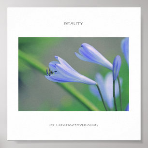 Poster Lindo Cartaz de Flores Azuis de Beleza