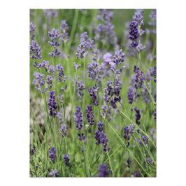 Pôster Lindo Cartaz de Lavanda