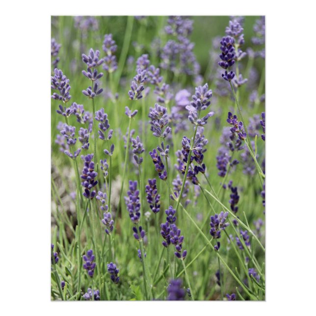 Pôster Lindo Cartaz de Lavanda (Frente)
