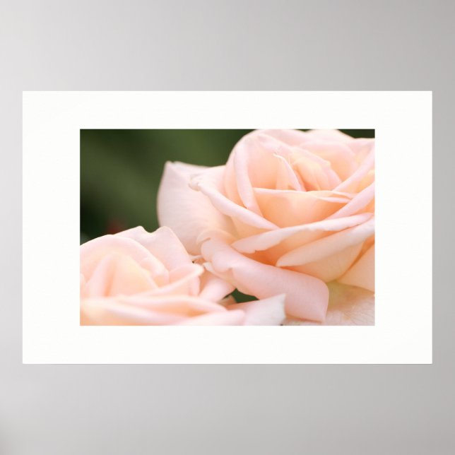 Poster Lindo Cartaz de Rosas Creme (Frente)