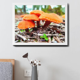 Poster Lindo conjunto de cogumelos selvagens em um campo