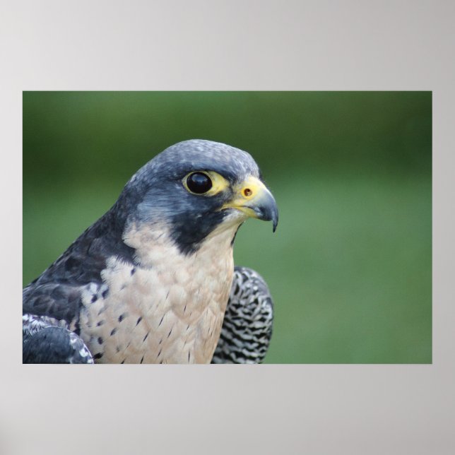 Pôster Lindo Falcão Pelegrine branco-cinza (Frente)