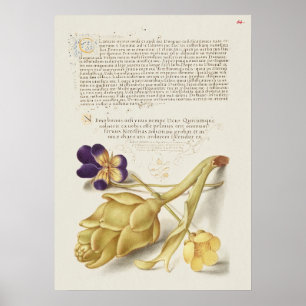 Poster Lindo Ilustração Botânica Vintage