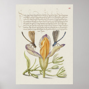 Poster Lindo Ilustração Botânica Vintage