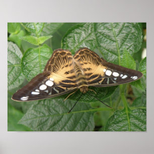 Poster Lindo Impresso de Borboleta Clipper Tropical