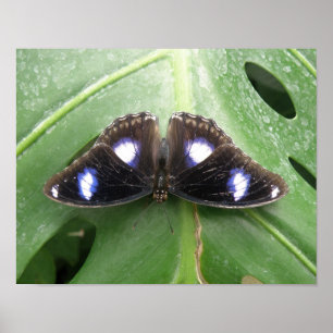 Pôster Lindo Impresso de Borboleta Pontilhada Azul