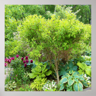 Poster Lindo Jardim Verde com Hostas