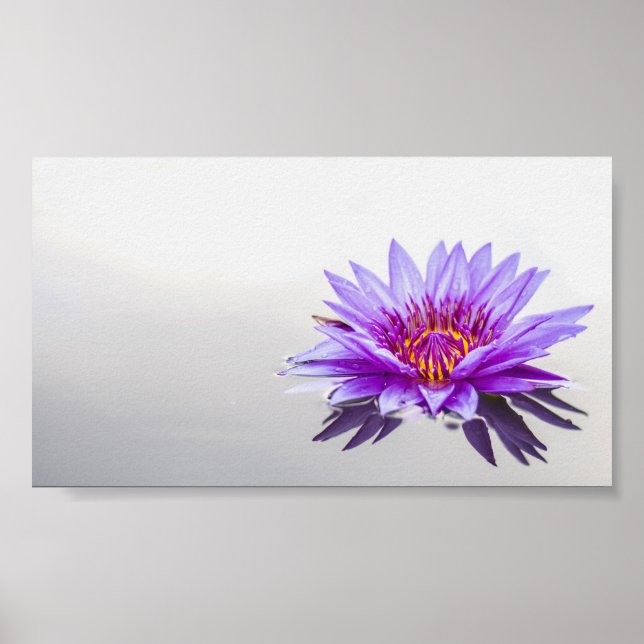 Poster Lindo Lotus Purple, Lago, Zen (Frente)
