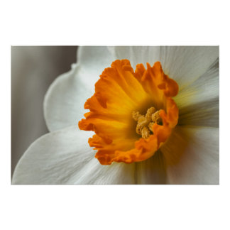 Pôster Lindo Narciso Flor Macro