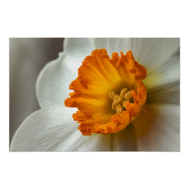 Pôster Lindo Narciso Flor Macro (Frente)