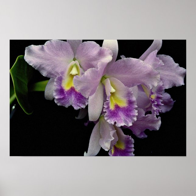 Pôster Lindo Orquídea, Cattleya (ariel x labiata) (Frente)