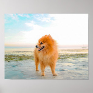 Poster Lindo Pomerânia Laranja na Areia da Praia