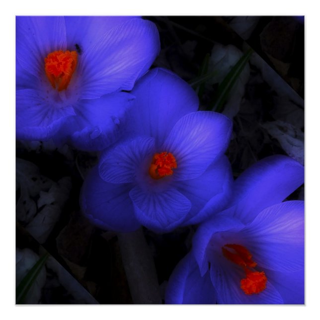 Pôster Lindos Blooms de Crocus Roxo (Frente)