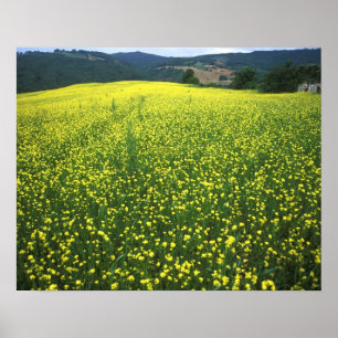 Poster Lindos campos cobertos de flores amarelas de San