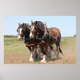 Pôster Lindos cavalos de clydesdale