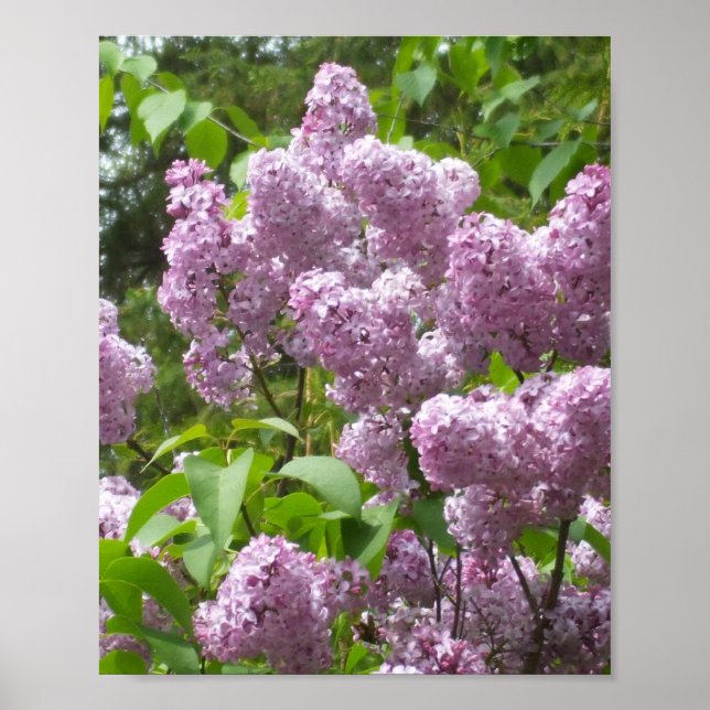 Poster Lindos Lilases - Fotografia Floral (Frente)