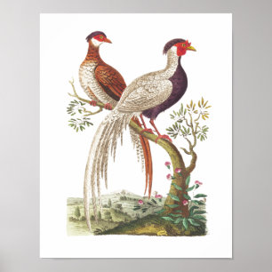 Poster Lineu Birds - Frangos Chineses