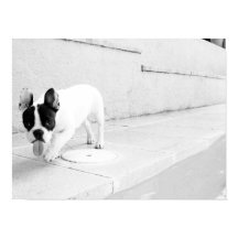 Língua de buldogue francesa