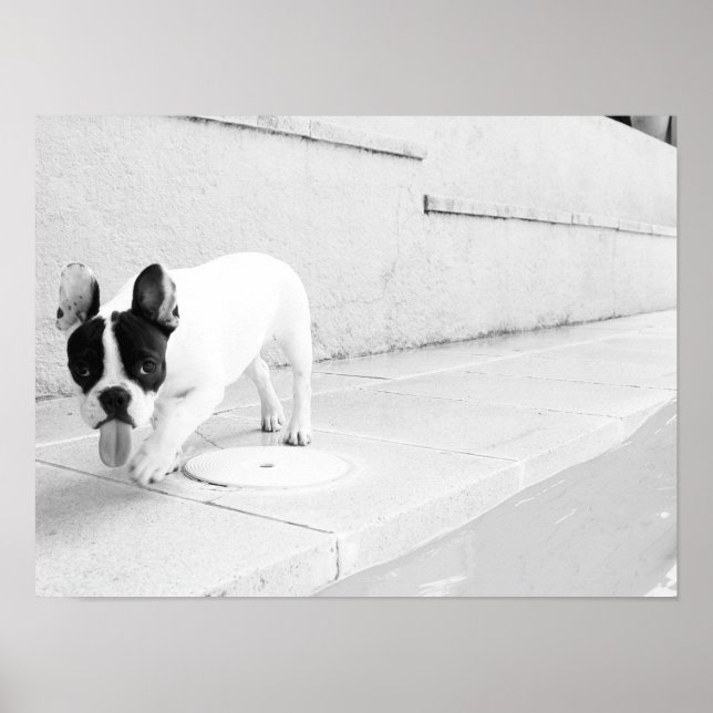 Pôster Língua de buldogue francesa (Frente)