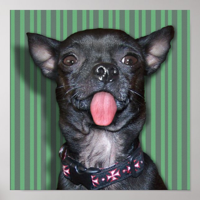 Poster Língua de Cachorro Chihuahua (Frente)