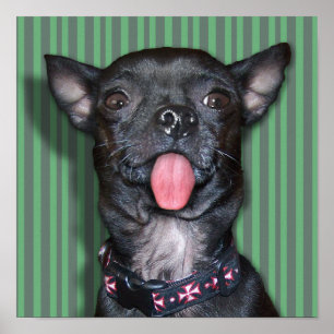 Poster Língua de cão da chihuahua