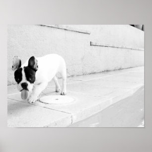 Pôster Língua do buldogue francês para fora