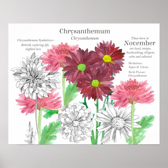 Poster Linguagem das Flores de Nascimento de Novembro (Frente)
