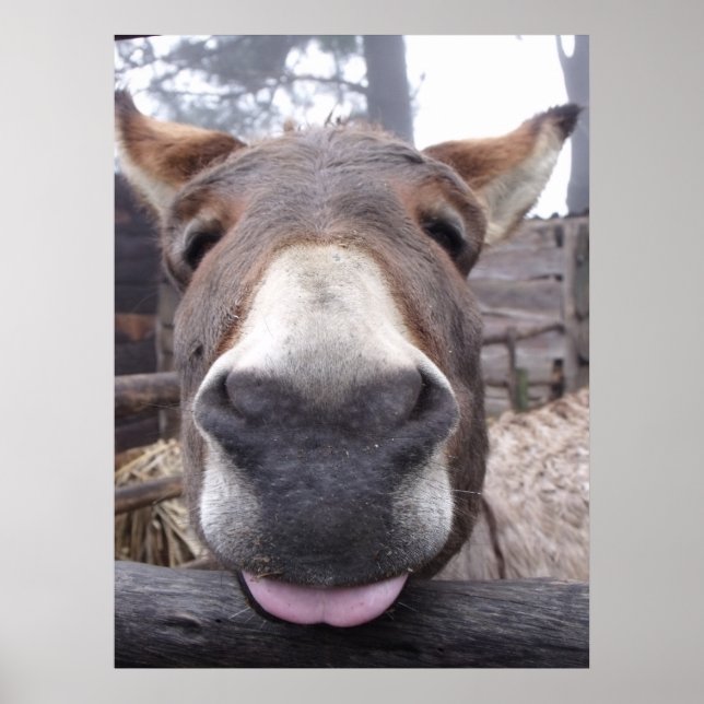 Poster Linha Animal - Arre burriquito (Frente)