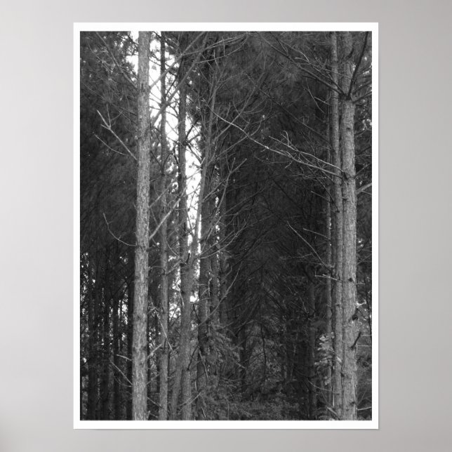 Poster Linha de árvore (Frente)