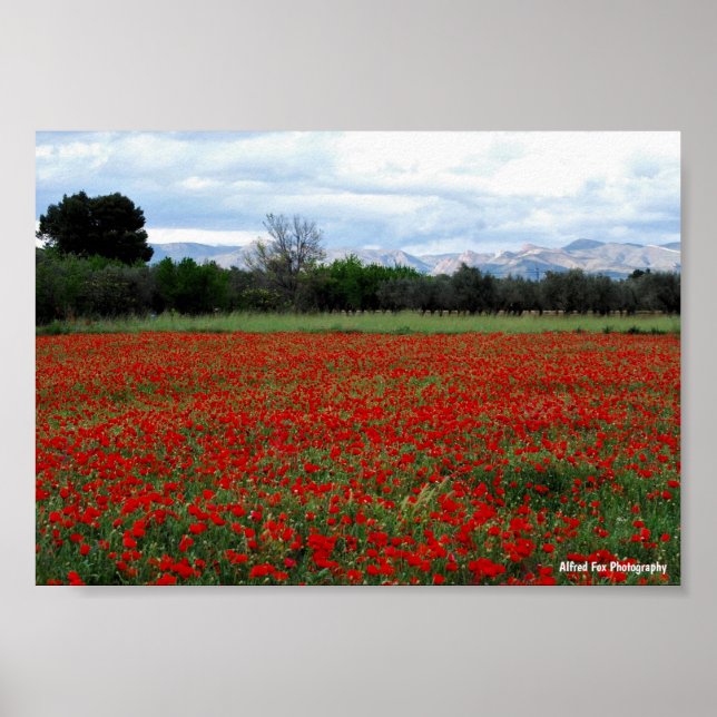 Poster Linha de Árvores no Campo de Papoulas (Frente)