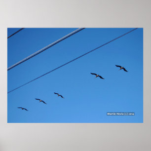 Pôster Linha de Aves