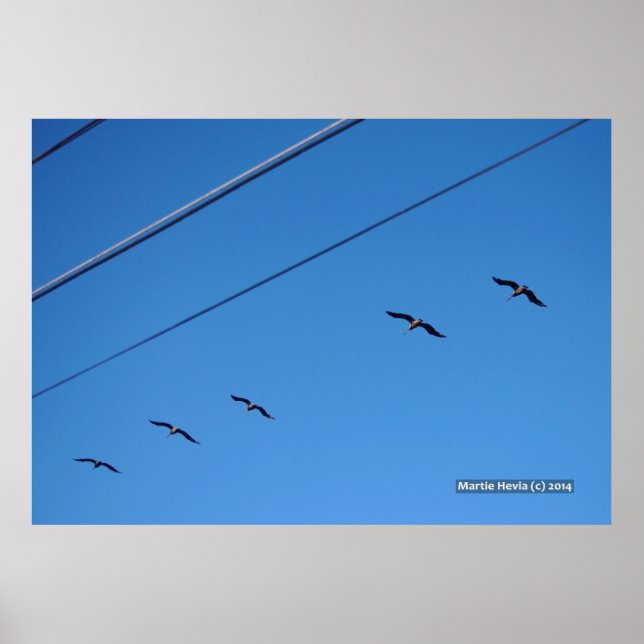 Pôster Linha de Aves (Frente)