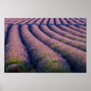 Pôster Linhas de lavanda na Provença
