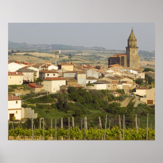 Pôster Linhas de videiras de uva no primeiro plano (Frente)