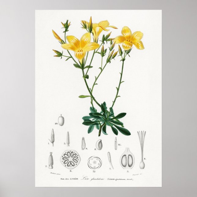 Poster Linho amarelo (Linum glandulosum) (Frente)