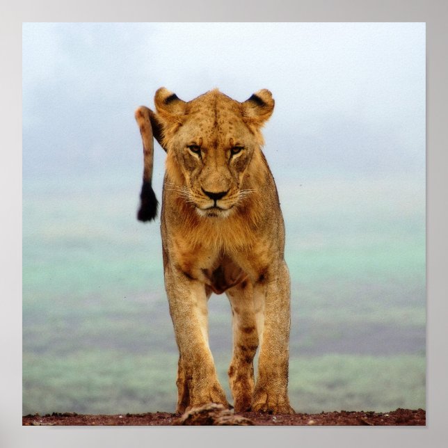 Poster Lion (Frente)