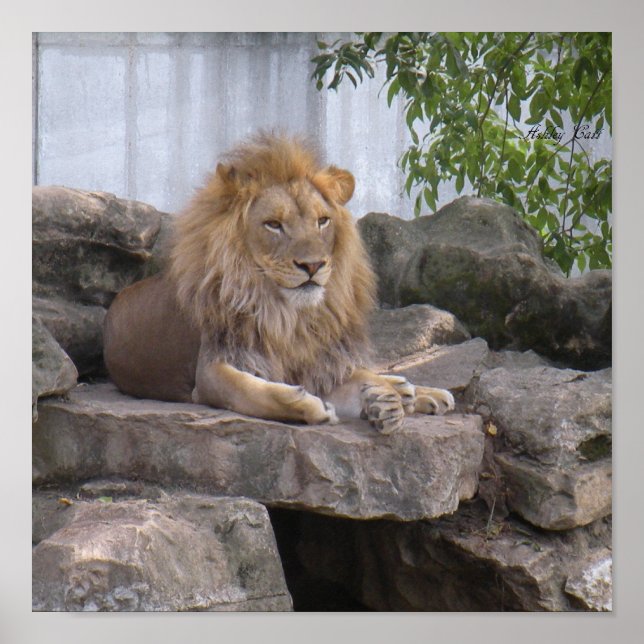 poster lion1 (Frente)