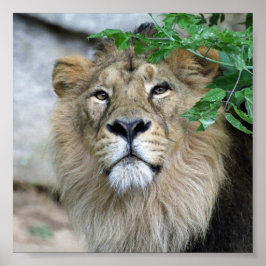 Pôster Lion20150605