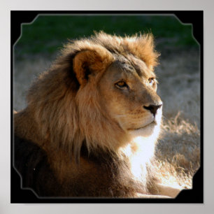 Pôster Lion-6775e11x11fram africano